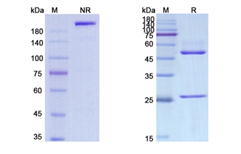 Iratumumab (TNFRSF8/CD30) - Research Grade Biosimilar
