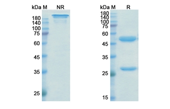 Isatuximab (CD38) - Research Grade Biosimilar Antibody