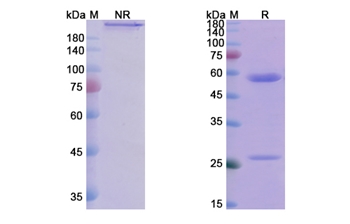 Iscalimab (CD40/TNFRSF5) - Research Grade Biosimilar