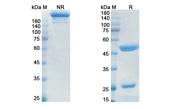 Itolizumab (CD6) - Research Grade Biosimilar