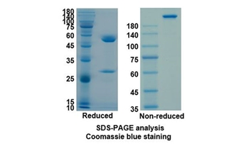 Ixekizumab (IL17A ) - Research Grade Biosimilar Antibody