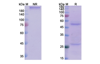 J695 (IL12A/CD18) - Research Grade Biosimilar