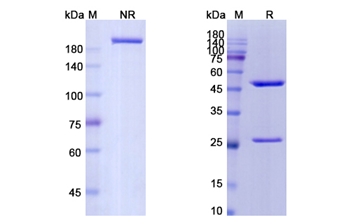 Keliximab (CD4) - Research Grade Biosimilar