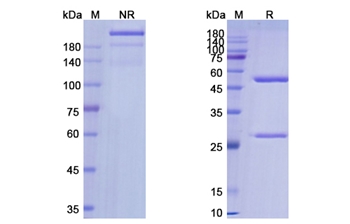Labetuzumab (CEACAM5) - Research Grade Biosimilar