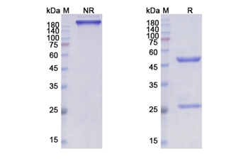 Lacnotuzumab (CSF1/MCSF) - Research Grade Biosimilar