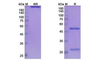 Ladiratuzumab (SLC39A6) - Research Grade Biosimilar