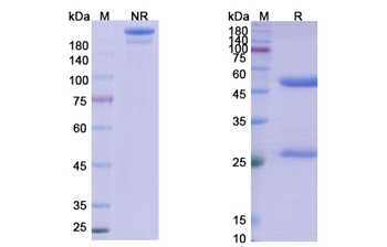 Lanadelumab (KLKB1) - Research Grade Biosimilar