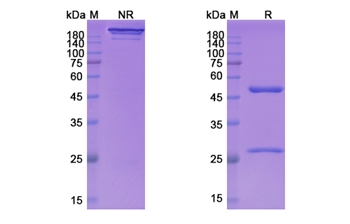 Larcaviximab (Zaire Ebola virus) - Research Grade Biosimilar