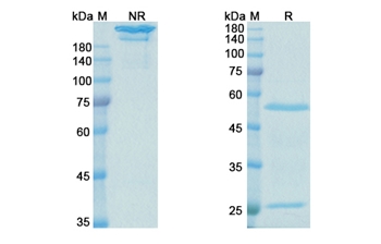 Lebrikizumab (IL13) - Research Grade Biosimilar