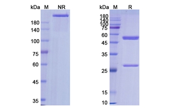Lemalesomab (NCA-90 ) - Research Grade Biosimilar