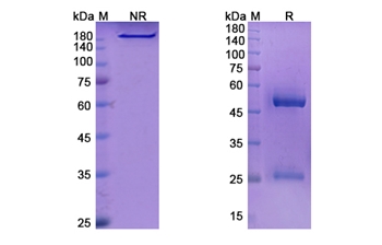 Lenvervimab (HBV) - Research Grade Biosimilar