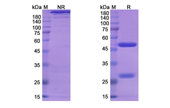 Lesofavumab (Influenza B virus hemagglutinin) - Research Grade Biosimilar