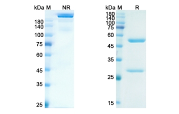 Levilimab (IL6R) - Research Grade Biosimilar Antibody