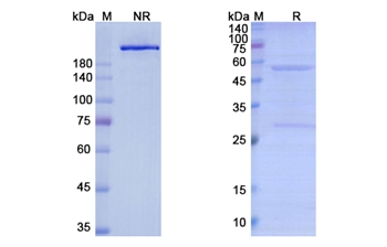 Lexatumumab (TNFRSF10B/CD262) - Research Grade Biosimilar