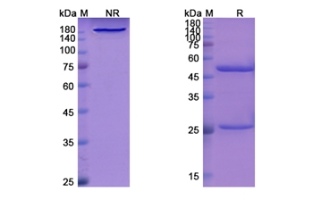 Libivirumab (HBV/HBsAg) - Research Grade Biosimilar