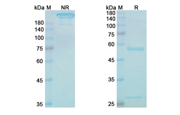 Lintuzumab (CD33) - Research Grade Biosimilar