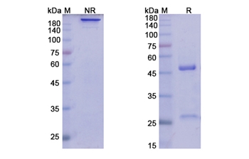 Lirilumab (KIRD2 subgroup) - Research Grade Biosimilar