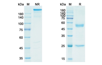 Lorvotuzumab Mertansine (NCAM1/CD56) - Research Grade Biosimilar