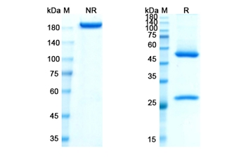 Losatuxizumab (EGFR) - Research Grade Biosimilar