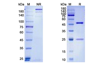 Lucatumumab (CD40) - Research Grade Biosimilar