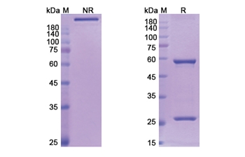 Lumiliximab (FCER2) - Research Grade Biosimilar