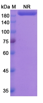 Lutikizumab (IL1A /IL1B) - Research Grade Biosimilar