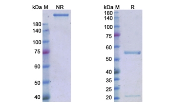Magrolimab (CD47 ) - Research Grade Biosimilar Antibody