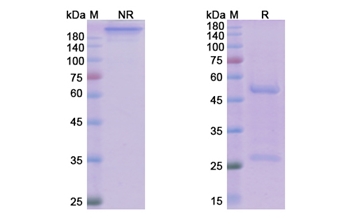 Manelimab (CD274/PD-L1/B7-H1) - Research Grade Biosimilar
