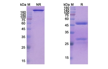 Mapatumumab (TNFRSF10A/CD261) - Research Grade Biosimilar