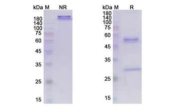 Marstacimab (TFPI) - Research Grade Biosimilar
