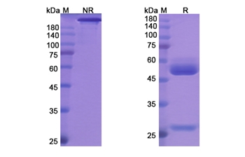 Maslimomab (T cell receptor) - Research Grade Biosimilar