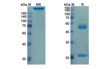 Matuzumab (EGFR) - Research Grade Biosimilar