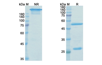 Mavezelimab (LAG3/CD223) - Research Grade Biosimilar Antibody