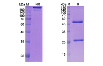 Mavrilimumab (CSF2RA/CD116 ) - Research Grade Biosimilar
