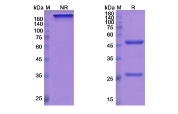 Mepolizumab (IL5) - Research Grade Biosimilar