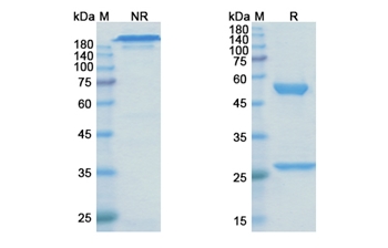 Metelimumab (TGFB1) - Research Grade Biosimilar