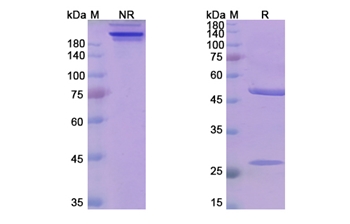 Mezagitamab (CD38 ) - Research Grade Biosimilar
