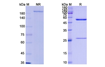 Milatuzumab (CD74) - Research Grade Biosimilar