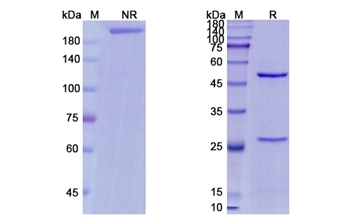 Minretumomab (TAG-72) - Research Grade Biosimilar