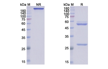 Mirikizumab (IL23A) - Research Grade Biosimilar