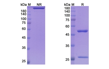 Mitazalimab (CD40/TNFRSF5) - Research Grade Biosimilar