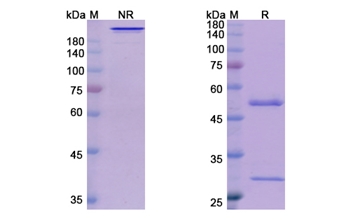 Mk-4721 (PSCA) - Research Grade Biosimilar