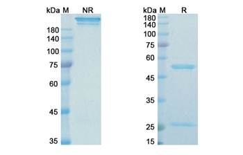 Modotuximab (EGFR/ERBB1 domain III) - Research Grade Biosimilar Antibody