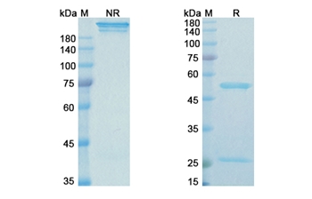 Modotuximab (EGFR/ERBB1 domain III) - Research Grade Biosimilar