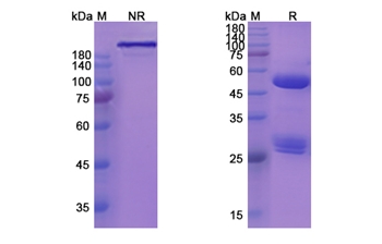 MOR202 (CD38) - Research Grade Biosimilar