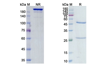 Morolimumab (RHD/CD240D) - Research Grade Biosimilar