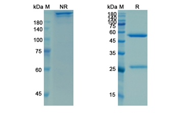 Mosunetuzumab (CD3E/MS4A1/CD20) - Research Grade Biosimilar