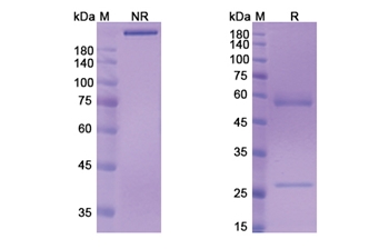 Murlentamab (AMHR2) - Research Grade Biosimilar