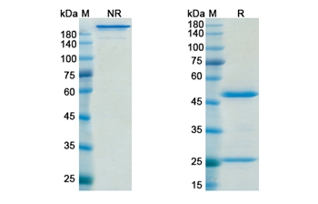 Muromonab-Cd3 (CD3E) - Research Grade Biosimilar
