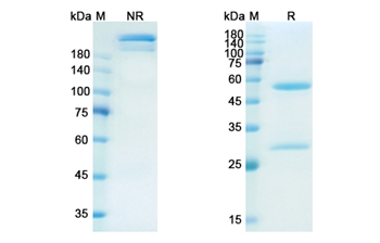 Namilumab (CSF2/GM-CSF) - Research Grade Biosimilar